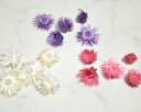 シルバーデージー ヘッド 5個入り ドライフラワー ハーバリウム 花材 小花 アレンジ 少量 パック 小分け【プリザードフラワー ブリザードフラワー】