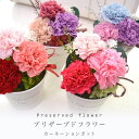 プリザーブドフラワー 父の日 カーネーション ポット 花 フラワー プレゼント 誕生日 プリザード お祝い 結婚祝 アレンジ 引越祝い かわいい プレゼント 即日出荷 夏 ギフト アンティーク 花 ギフト