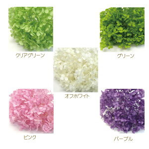 アジサイ ソフトアナベル【プリザーブドフラワー】 【あじさい】【花材】【プリザービング】【ハーバリウム】【冬ギフト】【バレンタイン】