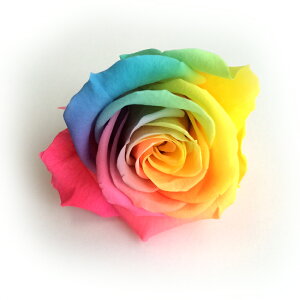 レインボーローズ 1輪【プリザーブドフラワー】 【単品】【ローズ】【花材】【ハーバリウム】【冬ギフト】【バレンタイン】