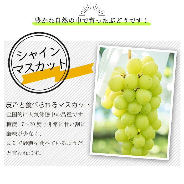 シャインマスカット 岡山県産 約4kg revelarestfarm-10000004 Revelarest Farm サンプル画像2