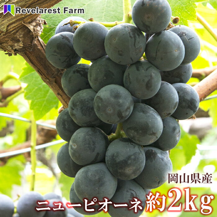 ピオーネ　岡山県産　約2kgのサムネイル