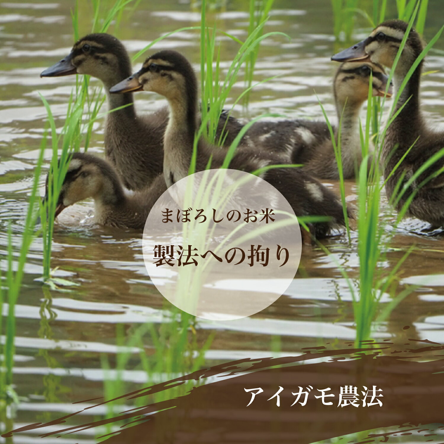 令和2年産特A特別栽培米山形県産極上つや姫5kg精米白米