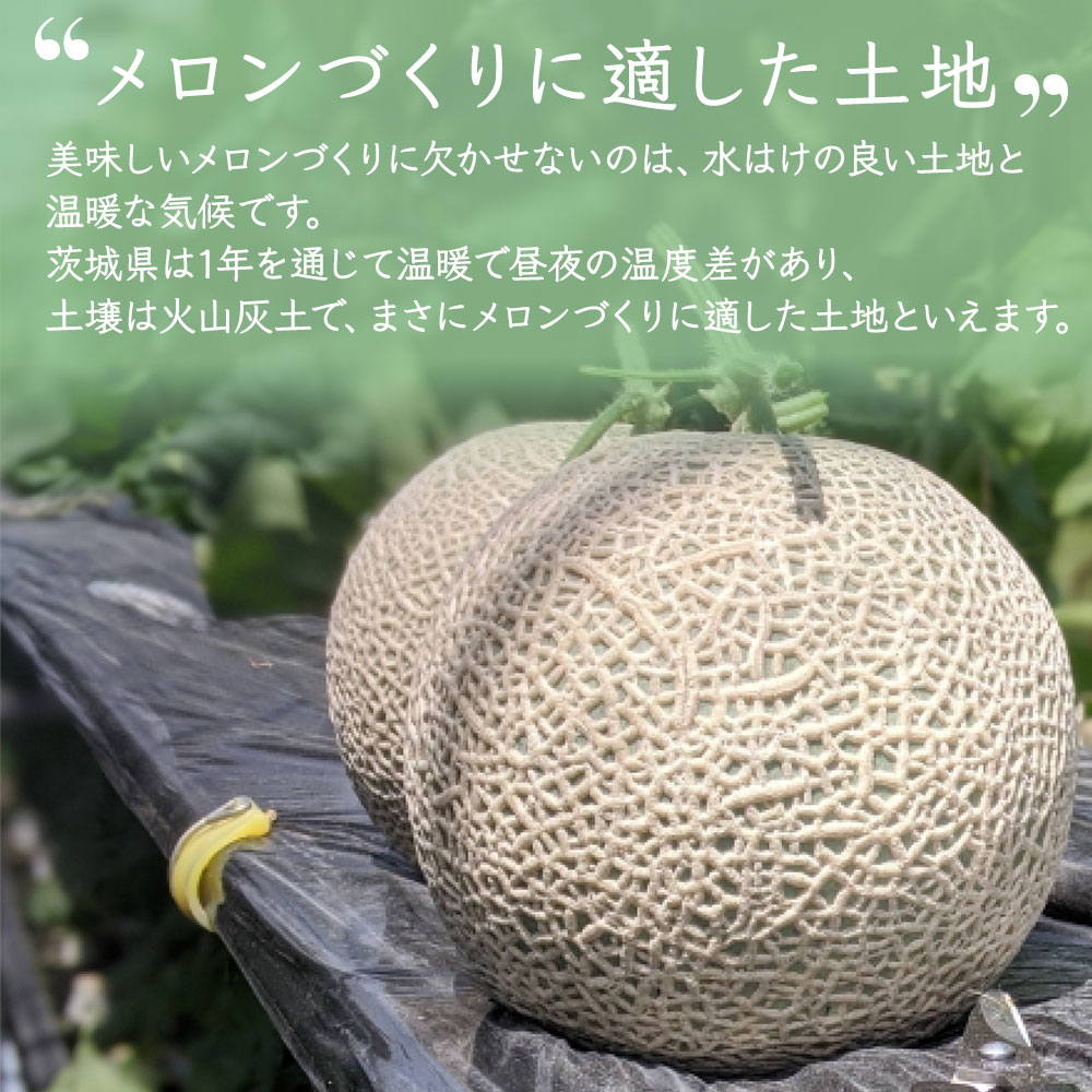 メロン 大玉 5kg 3~4L 3~4玉 優品以上 アンデスメロン オトメメロン イバラキング ...