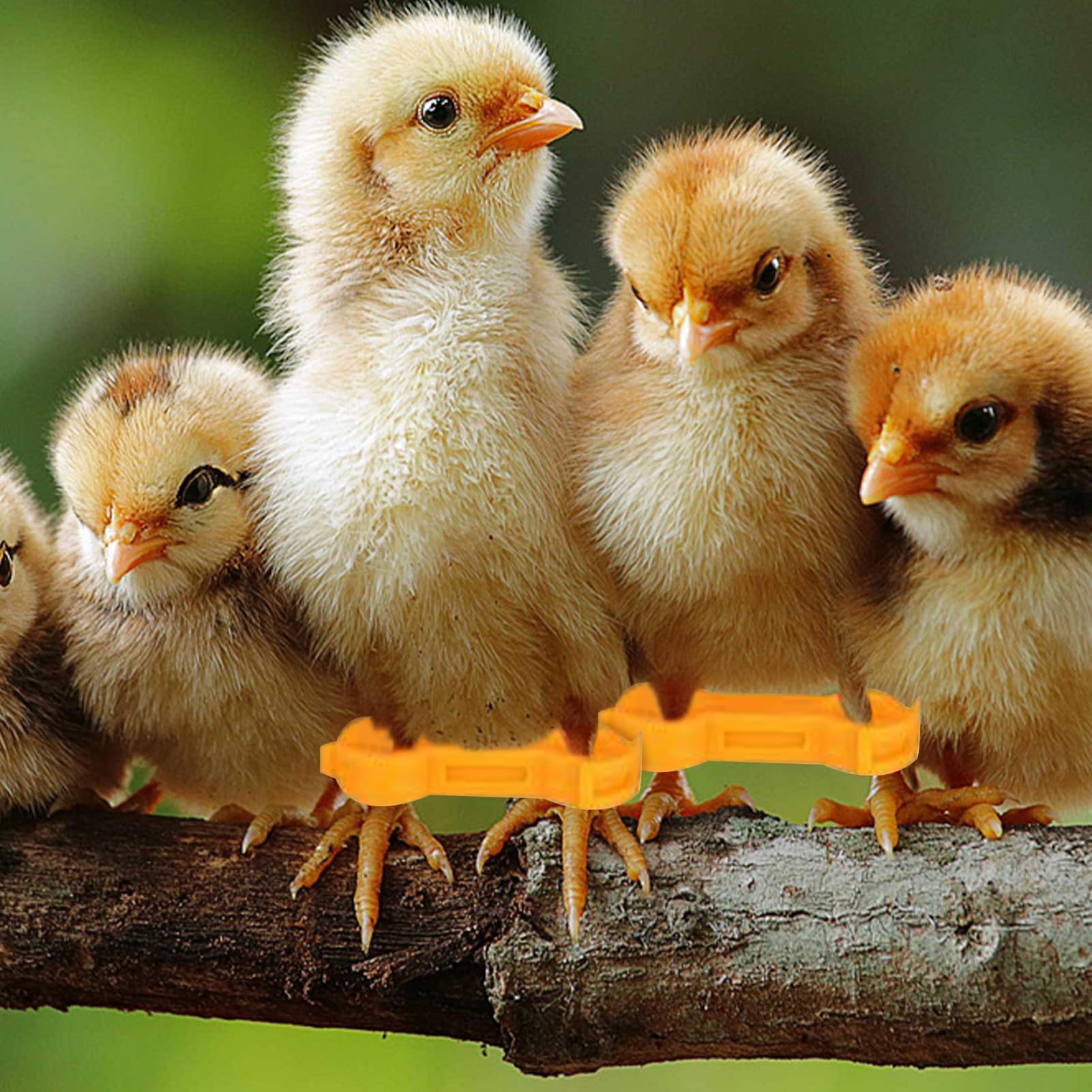 レボショップの山毛腿矫正带 - 个装家禽腿带 | 新生山毛榉和乌兹线核心保健用品｜アングル2