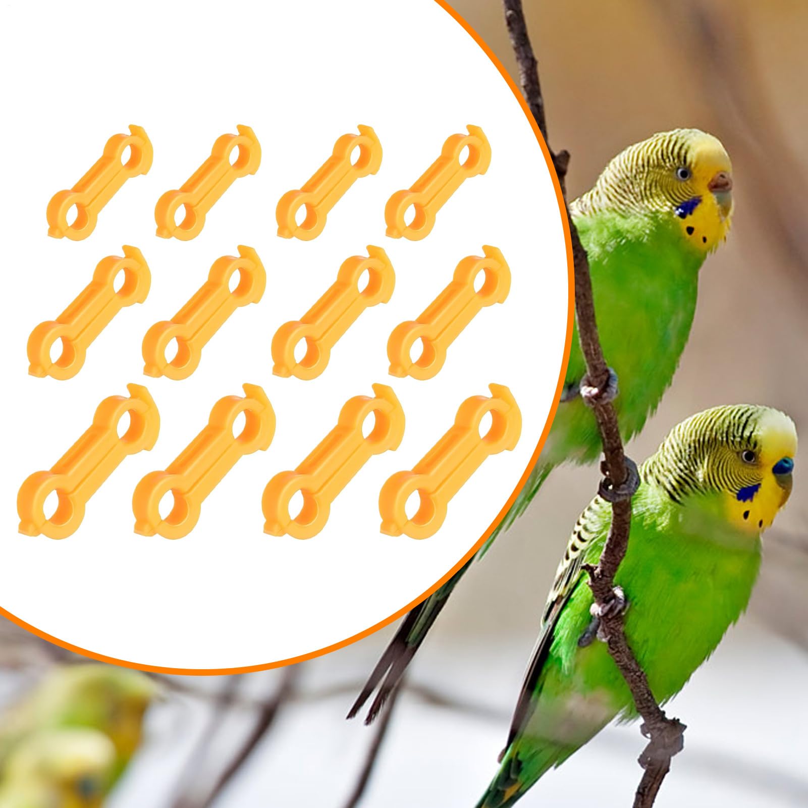 レボショップの山毛腿矫正带 - 个装家禽腿带 | 新生山毛榉和乌兹线核心保健用品｜アングル3