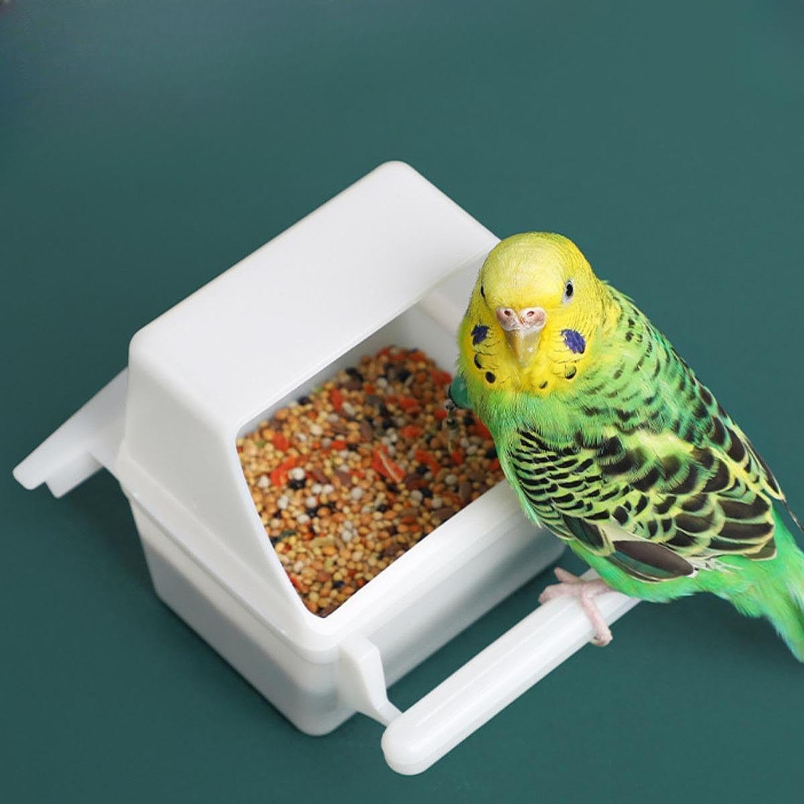 オウム給餌カップ オーバーフロー防止設計 バードケージ用 PP素材 7.5×5.5×9cm カナリアパラキート向け(3)