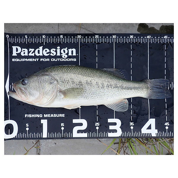 �ѥ��ǥ����� Pazdesign PAC-315 �ץ��ƥ��ȥ᥸�㡼65II �֥�å��ۥ磻�� ��� �᥸�㡼������ ��¬ PAZPAC315BWT