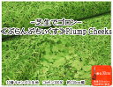 お買い物マラソン【10番キャンバス生地】-芝生でゴロン-≪ぷらんぷちぃくす≫【芝 芝生 クローバー 定番 コットン オシャレ ファブリック ナチュラル 自然 入...