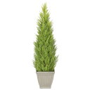 ゴールドクレスト H1500mm HBKD-1-025 観葉植物 インテリアグリーン フェイクグリーン オフィスグリーン