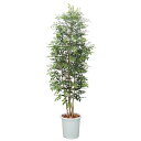 トネリコ H1800mm HBKD-2-009 観葉植物 フェイクグリーン インテリアグリーン オフィスグリーン