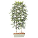【メーカー取り寄せ品】トネリコパーテーション H1500mm ◆HBKD-2-028 観葉植物 インテリアグリーン オフィスグリーン フェイクグリーン