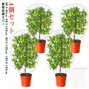 4個セット 防虫ネット 植物保護カバー 防虫網 虫よけネット 4個セット 80*80cm 80*100cm 100*150cm 防虫シート 農業用 防鳥ネット ...
