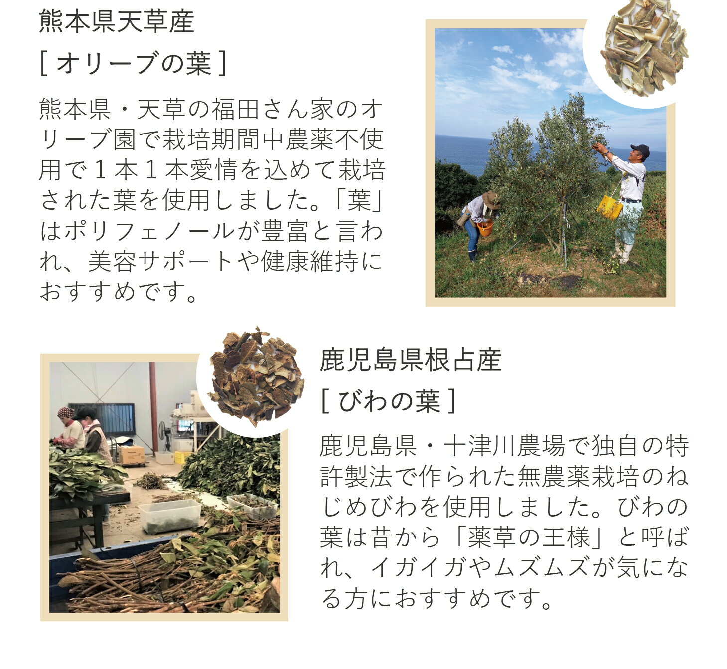 暮らしととのう野草茶 ティーバッグ 10包 2...の紹介画像3