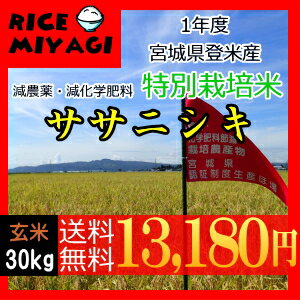 新米30年産【送料無料】【特別栽培米】宮城県認証宮城県登米産ササニシキ玄米30kg 減農薬・減化学肥料[佐川急便][ダンボール]限定