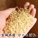 生産者限定◆令和5年産◆【送料無料】宮城県登米産ひとめぼれ 玄米10kg (10kgひと袋)仕様お試し/健康食米 10kg 玄米10kg