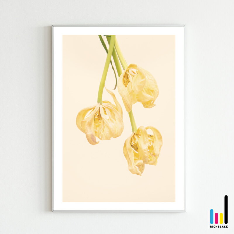 チューリップ ドライ ポスター [ A3 ]北欧 北欧風 北欧インテリア 北欧テイスト 雑貨 ナチュラル フラワー シンプル 自然 写真 プリント フレーム ナチュラル インテリアアート 母の日 観葉植物 植物 レトロ カフェ ホテル かわいい おしゃれ 特大