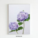 紫陽花