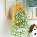 rico collection ポット ハンガー ハンギング 収納かご 小物入れ 編み 杉木 プランターカバー 壁掛け 鉢 植木鉢 観葉植物 吊り下げ 吊るす 室内 屋外 植物 ハンギングバスケット 北欧 バスケット 天然素材 ガーデン キッチン 収納ボックス