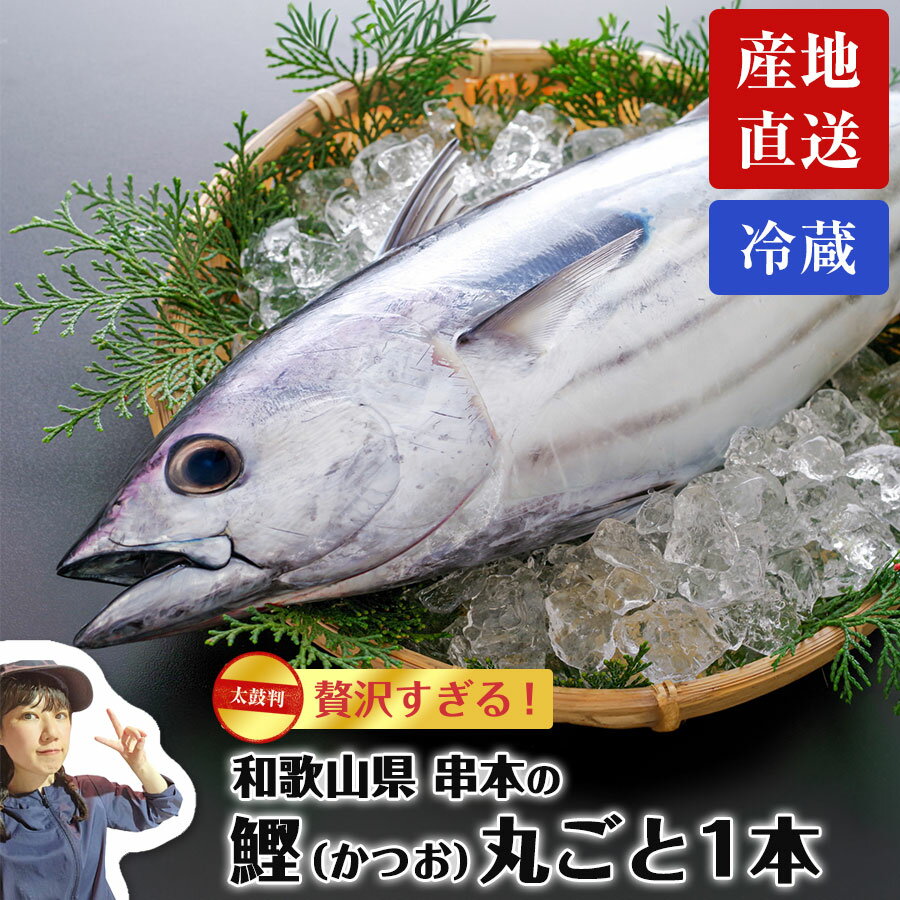 海鮮 魚 和歌山 串本 もちもちケンケンカツオ 初鰹 丸ごと1本 3kg台 ※水揚げ次第発送