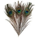 【ノーブランド品】羽根 目玉羽 装飾用の羽根 孔雀の羽 23-33CM 10本(3)