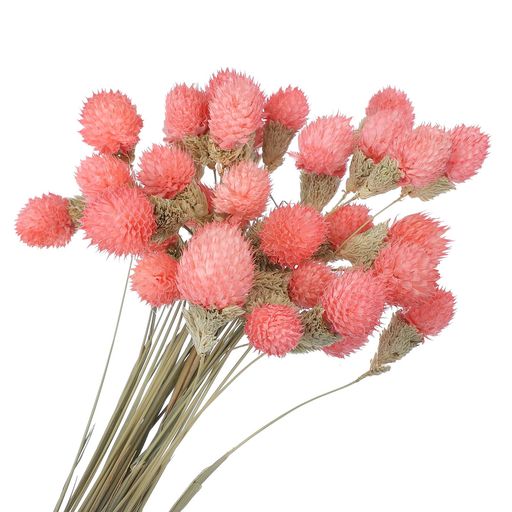 PATIKIL16ɲѴ30ĥߥ˥ѥܡեʥ֡Х륯եɥ饤եۡ०ǥ󥰥ǥ졼ѡƥѥԥ