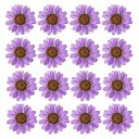 PATIKIL48個ドライ押し花ナチュラルドライデイジーフラワーDIYアートクラフト家の装飾ネイルデコレーション用ディープパープル