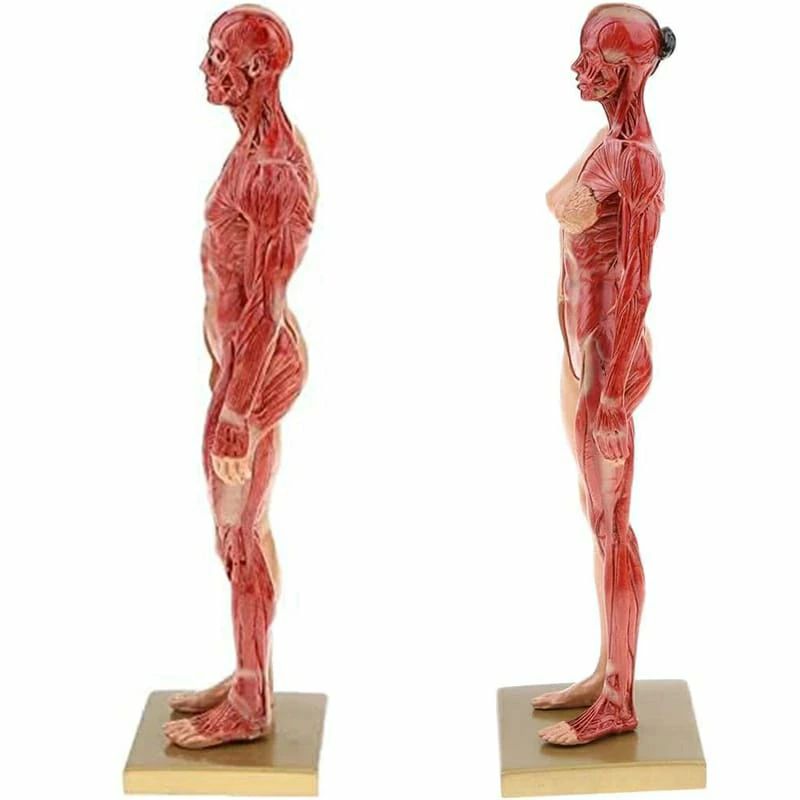 人体モデル 人体模型 男性 女性 11インチ 約30cm 人体筋肉模型 模型 樹脂 筋骨格 CGペインティング 彫刻 父の日 3