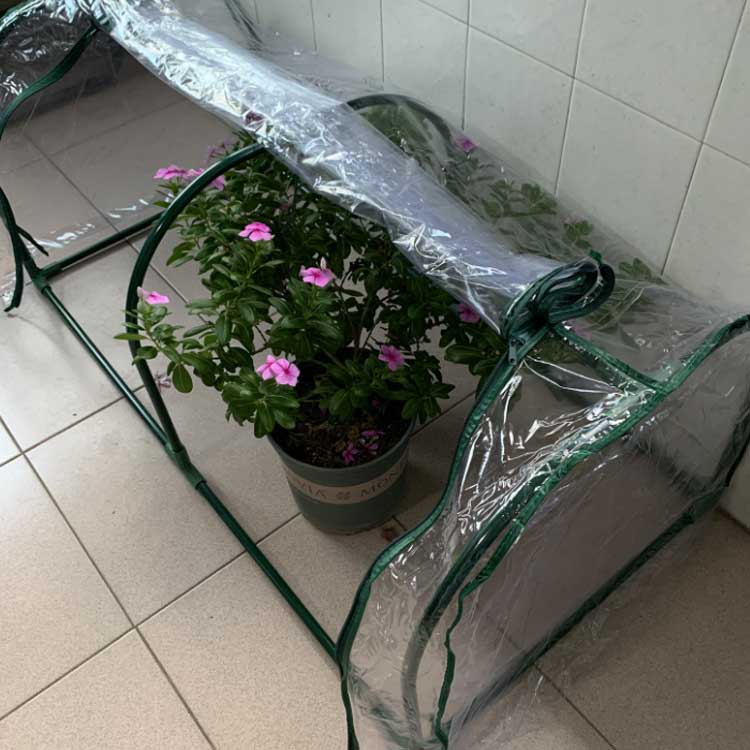 カーデニング 簡易 コンパクト 雨よけ ガーデンハウス 家庭菜園 花壇 菜園 フラワースタンド 1段 専用ビニールカバー付き ラック フラワーハウス ビニール温室 ベランダ 簡易温室 家庭用 組立式 霜よけ ビニールハウス 送料無料 横長タイプ 冬