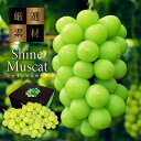 お中元 ギフト シャインマスカット 650g×2房 大粒 化粧箱入 高級 産地厳選 人気 秀品 贈答用 お中元 夏ギフト フルーツ お礼 出産 内祝い お返し 結婚祝い 退職 お見舞い 誕生日プレゼント お取り寄せ ぶどう お供え くだもの 御中元 シャインマスカット ギフト 送料無料