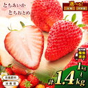 栃木県産 いちご とちあいか とちおとめ 約 1kg or 約 1.4kg 苺 イチゴ 国産 フルーツ 果物 送料無料