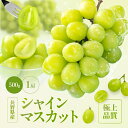 長野県産 シャインマスカット 選べる500g~3kg │ ぶどう ブドウ 葡萄 マスカット 白ぶどう ギフト プレゼント お中元 果物 フルーツ 国産