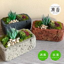 多肉植物 寄せ植え おしゃれ アンティーク風 セメント ブリックレクトポット S CT触媒加工 多肉植物 プレゼント ギフト アレンジ ギフトにもおすすめ 母の日 誕生日 退職祝 送別 お返し