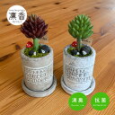 多肉植物 寄せ植え おしゃれ アンティーク風 セメントポット ロングポット S ハリネズミ キノコ CT触媒加工 多肉植物 プレゼント ギフト アレンジ ギフト...