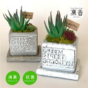 多肉植物 寄せ植え おしゃれ アンティーク風 セメントポット スクエアポット S CT触媒加工 多肉植物 プレゼント ギフト アレンジ ギフトにもおすすめ 母の...
