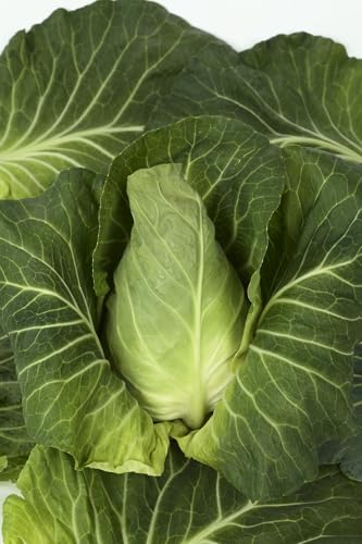 サカタのタネ 実咲野菜2010 やわらかたけのこキャベツ みさき 00922010