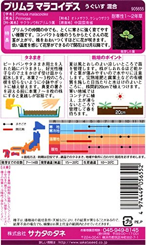 サカタのタネ 実咲花5655 プリムラ マラコイデス うぐいす混合 00905655