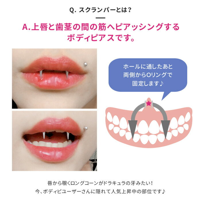 【全品送料無料】 スクランパー 軟骨ピアス 14G かわいい 16G ボディピアス キバ 牙 コーン ドラキュラ 14ゲージ 16ゲージ ピアス サージカルステンレス 耳 ハロウィン コスプレ なんこつぴあす ボディーピアス ピアス Pierce