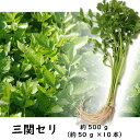 林泉堂 りんせんどう / 冷蔵 / 三関セリ 約50g×10束 約500g / せり / 新鮮野菜 / お鍋 / きりたんぽ鍋 / 送料無料