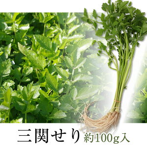 【冷蔵配送のきりたんぽ鍋同梱用】三関セリ（約100g／約50g×2束）※冷蔵配送のきりたんぽ鍋を同時購入の方限定