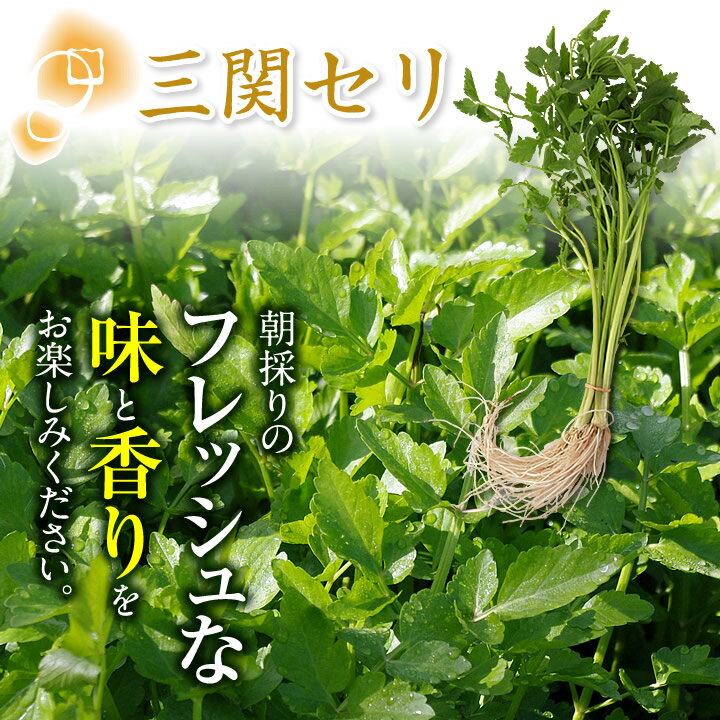 【産地直送／同梱におすすめ】三関セリ（約100g／約50g×2束）《送料別》