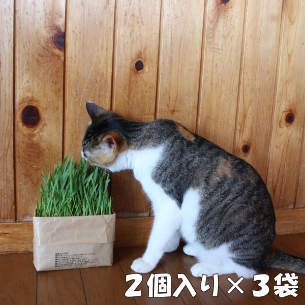 【ポイント10倍】無印良品 猫草栽培セット 3袋セット 猫草 猫草栽培キット ねこくさ 猫 にゃんべじ 猫..