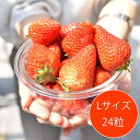 いちご 紅ほっぺ Lサイズ(24粒) 【お届け期間：2023/12/22〜2024/5/31】いちご イチゴ フルーツ 果物 お取り寄せ 河南いちご