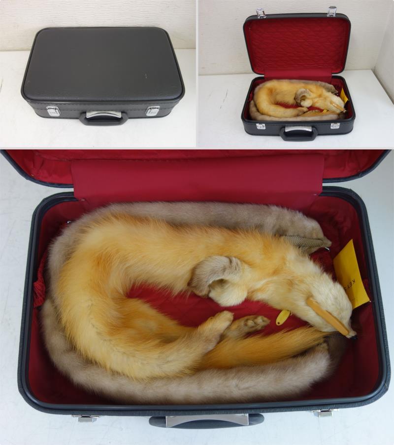 【中古】M▽リアルファー テン? 襟巻き 毛皮 マフラー ショール 和装 着物 ファーマ...
