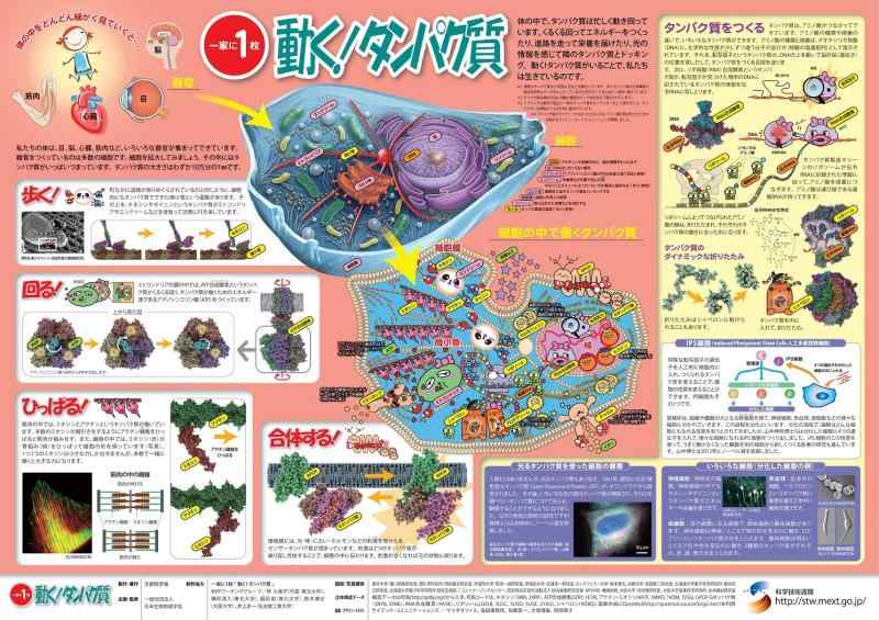 文部科学省「一家に1枚」ポスター『動くタンパク質』日本生物物理学会監修 A1判