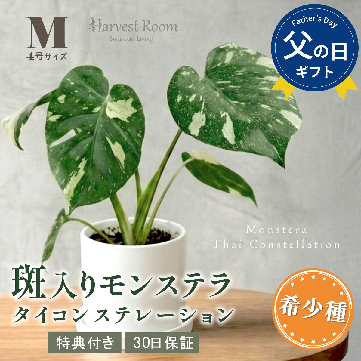 楽天市場】希少種（種類（植物）モンステラ）（花・ガーデン・DIY）の通販
