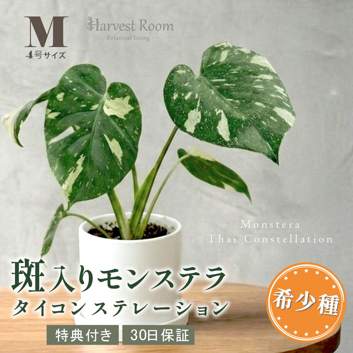 楽天市場】希少種（種類（植物）モンステラ）（花・ガーデン・DIY）の通販