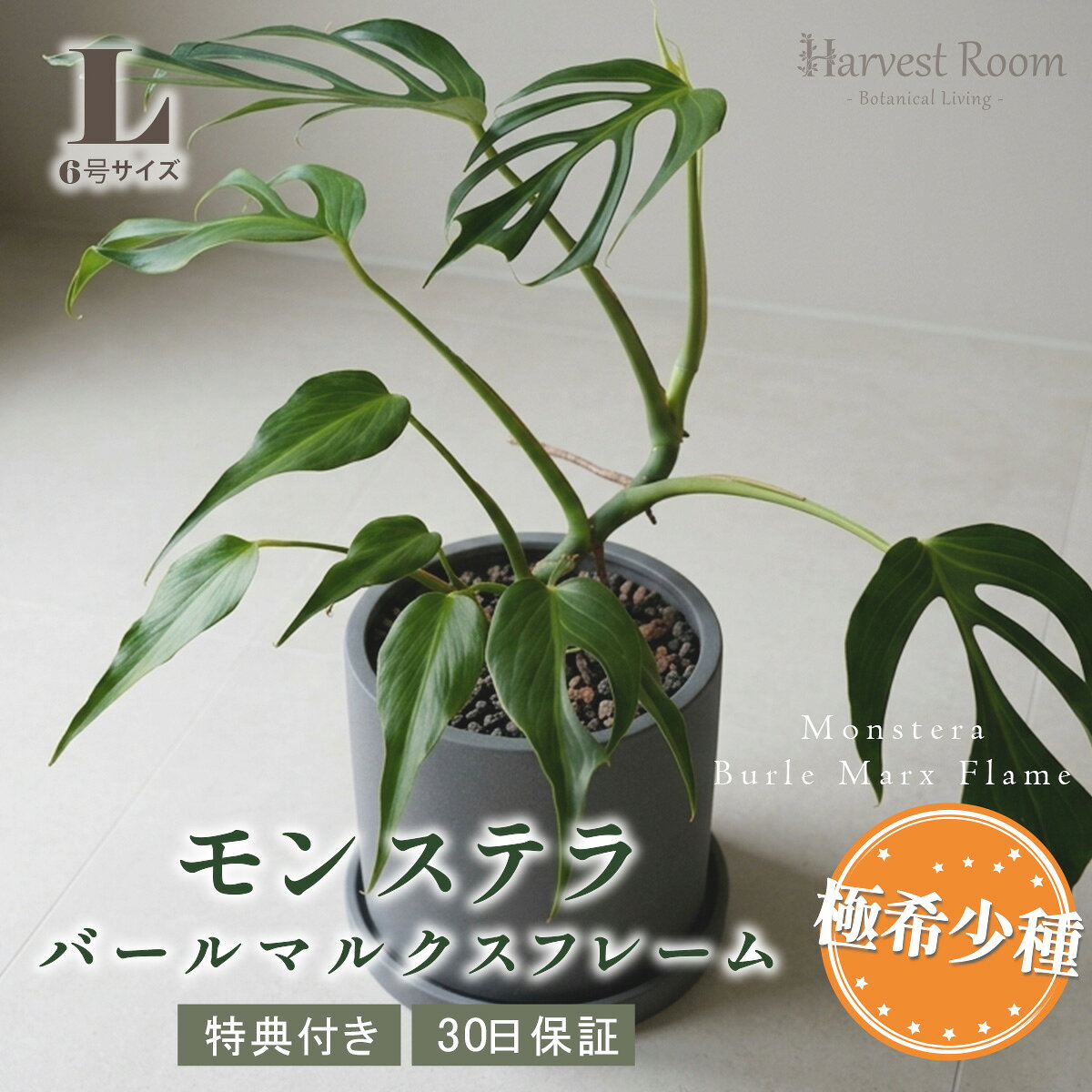 楽天市場】レア 希少（種類（植物）モンステラ）（観葉植物｜花・観葉