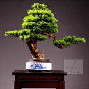 インテリアグリーン .高級模造迎客松盆栽 置物 禅意迎客松盆栽装飾品 花芸術 人工観葉植物