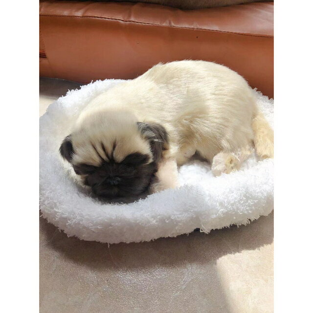 A018426パグ　玄関飾り置物 PUG 犬　パグ雑貨　癒やし